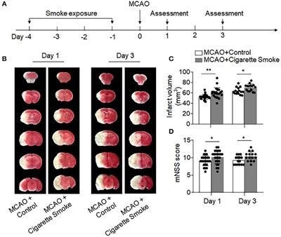 Frontiers | Exposure to Cigarette Smoke Frontiers | Cigarette Smoke Induction